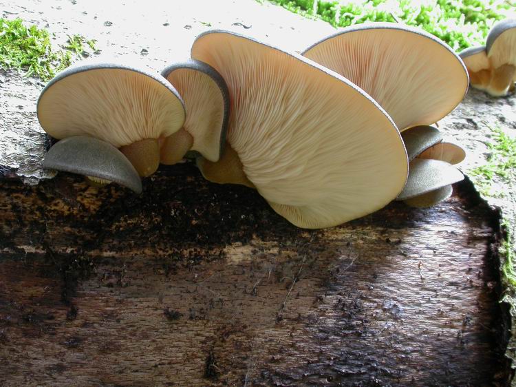 Panellus serotinus Bild 5