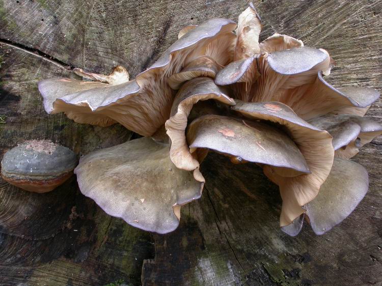 Panellus serotinus Bild 6