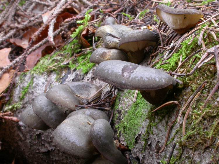 Panellus serotinus Bild 7