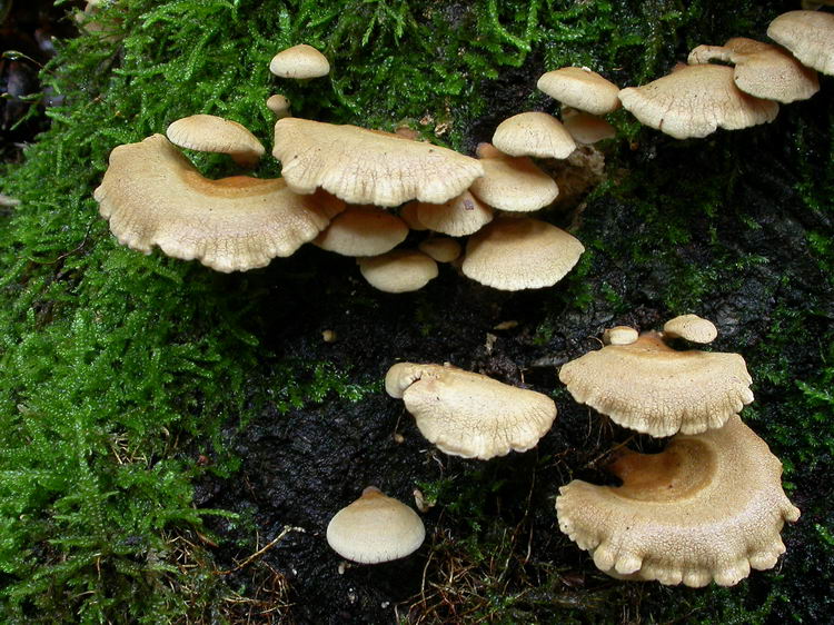 panellus stypticus Bild 1