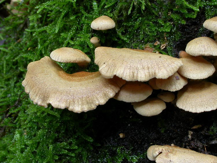 Panellus stypticus Bild 2