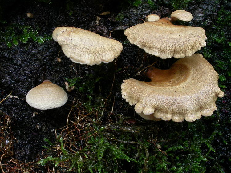 Panellus stypticus Bild 4