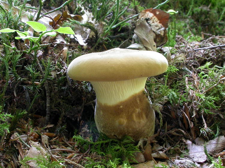 Paxillus atrotomentosus Bild 1