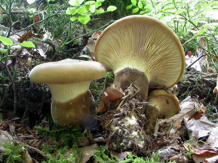 Paxillus atrotomentosus Bild 2