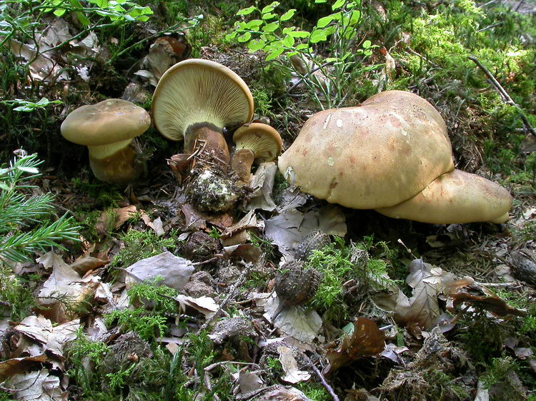 Paxillus atrotomentosus Bild 3