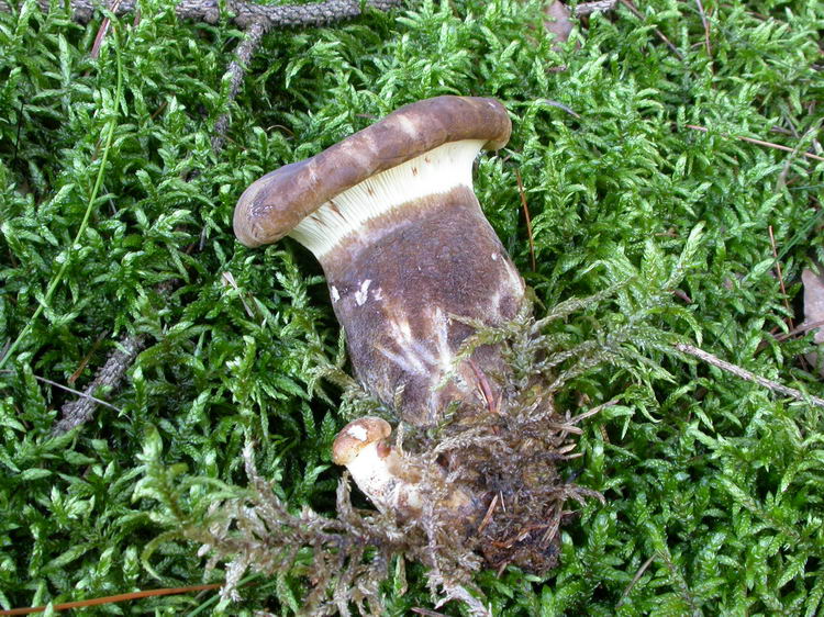 Paxillus atrotomentosus Bild 4