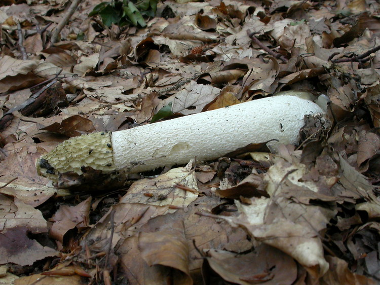 phallus impudicus Bild 1