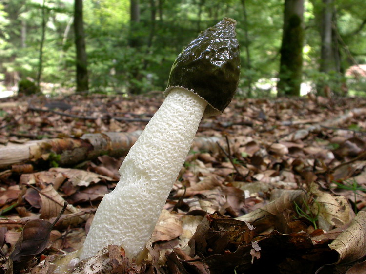 phallus impudicus Bild 2