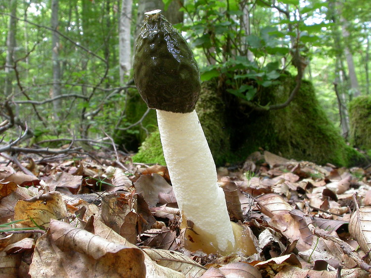 phallus impudicus Bild 3