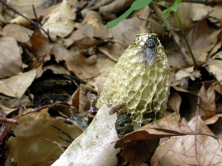 phallus impudicus Bild 5