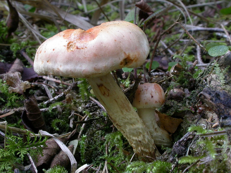 Pholiota astragalina Bild 1