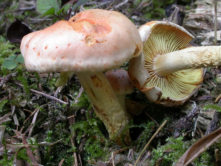 Pholiota astragalina Bild 2