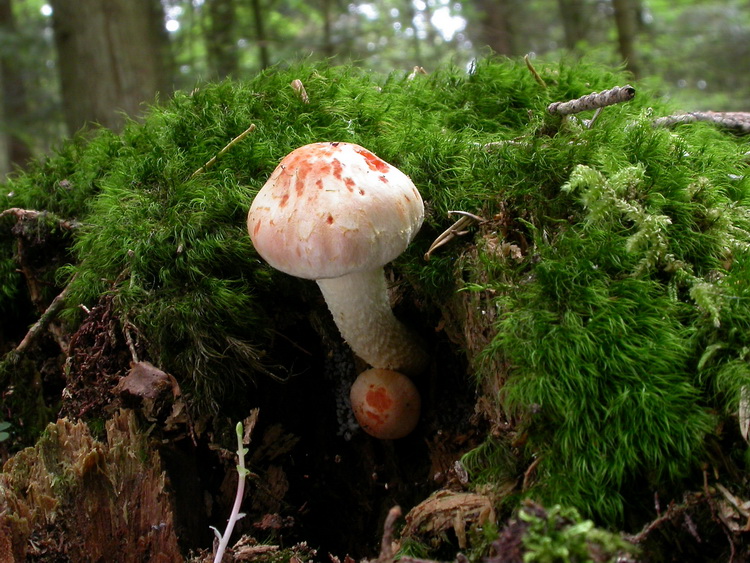 Pholiota astragalina Bild 3