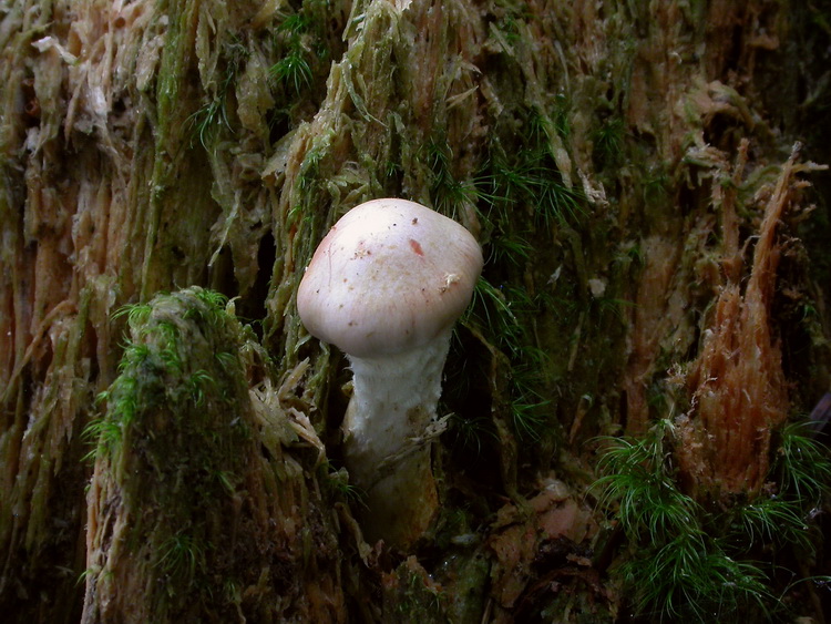 Pholiota astragalina Bild 4