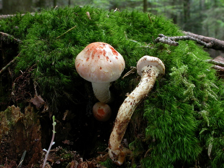 Pholiota astragalina Bild 5