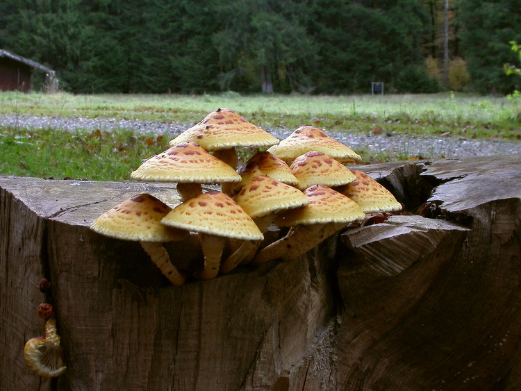 Pholiota aurivellus Bild 1
