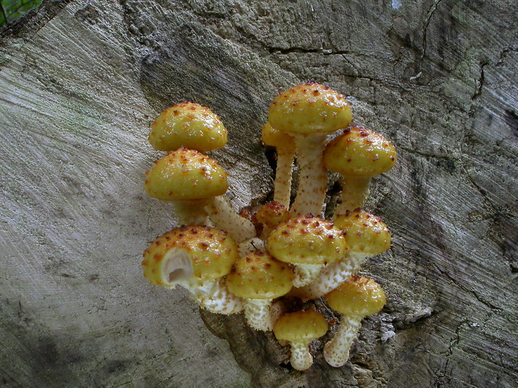 Pholiota aurivellus Bild 2