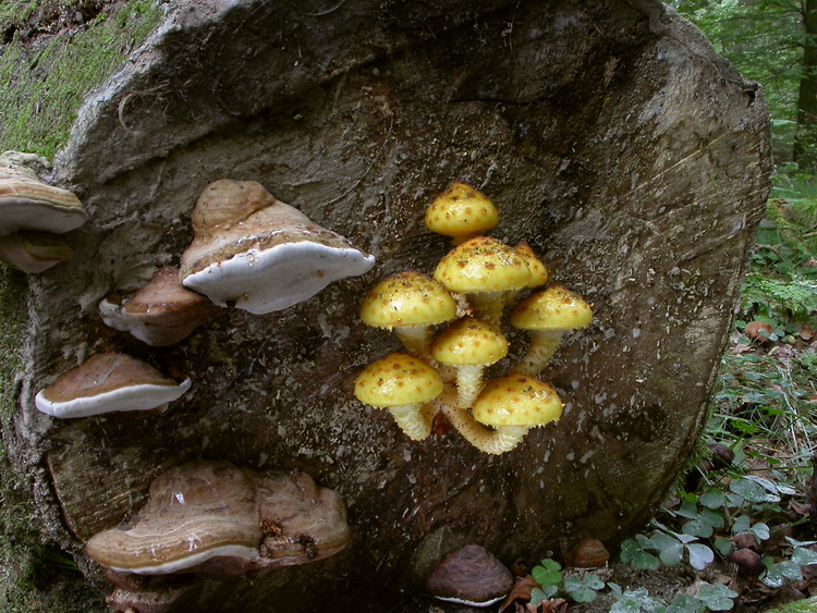Pholiota aurivellus Bild 3