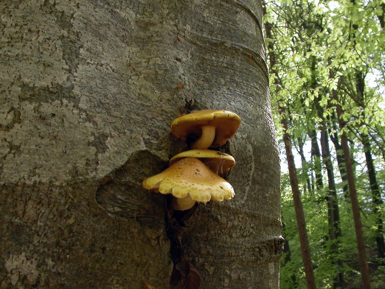 Pholiota aurivellus Bild 4