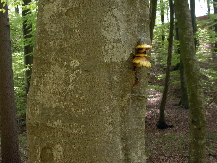 Pholiota aurivellus Bild 5