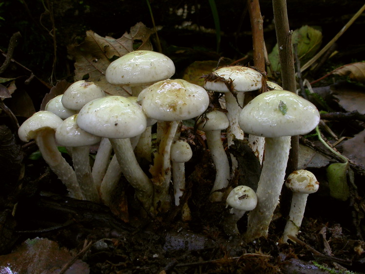 Pholiota gummosa Bild 1
