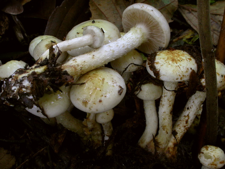 Pholiota gummosa Bild 3