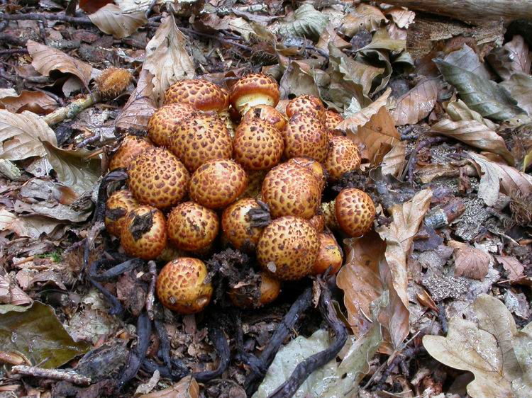 Pholiota squarrosa Bild 1