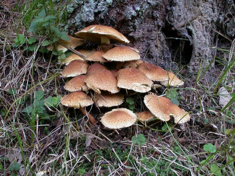 Pholiota squarrosa Bild 2