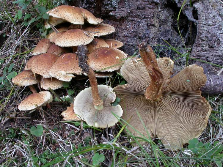 Pholiota squarrosa Bild 3