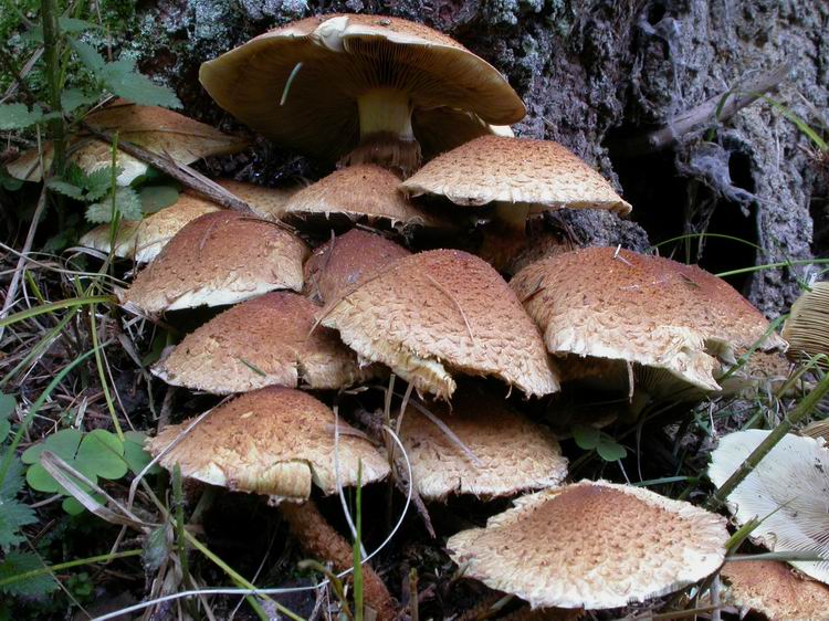 Pholiota squarrosa Bild 4