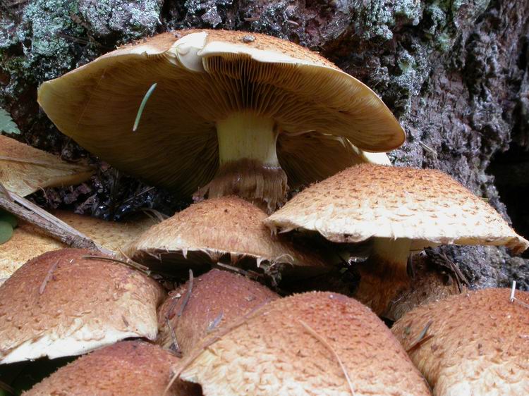 Pholiota squarrosa Bild 5