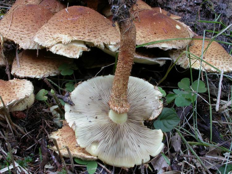 Pholiota squarrosa Bild 6