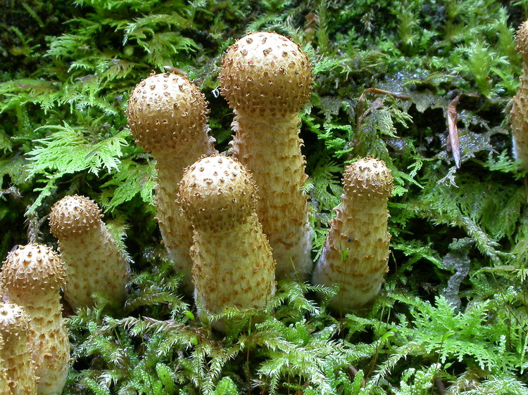 Pholiota squarrosa Bild 9