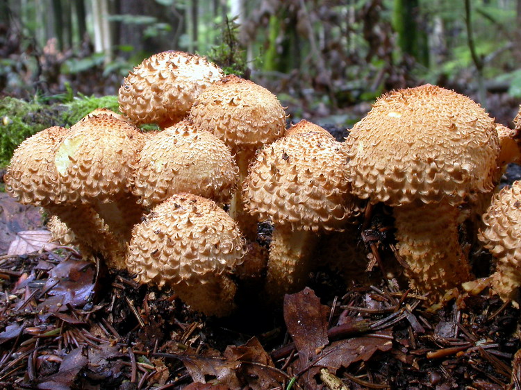 Pholiota squarrosa Bild 10