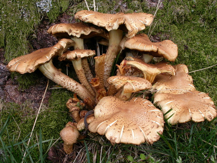 Pholiota squarrosa Bild 11