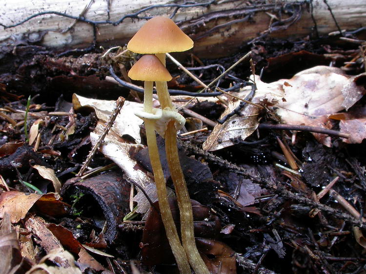 Pholiotina blattaria Bild 1