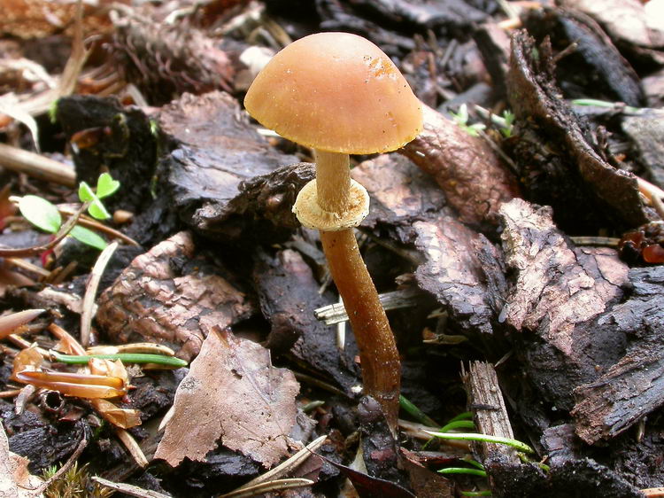 Pholiotina blattaria Bild 2