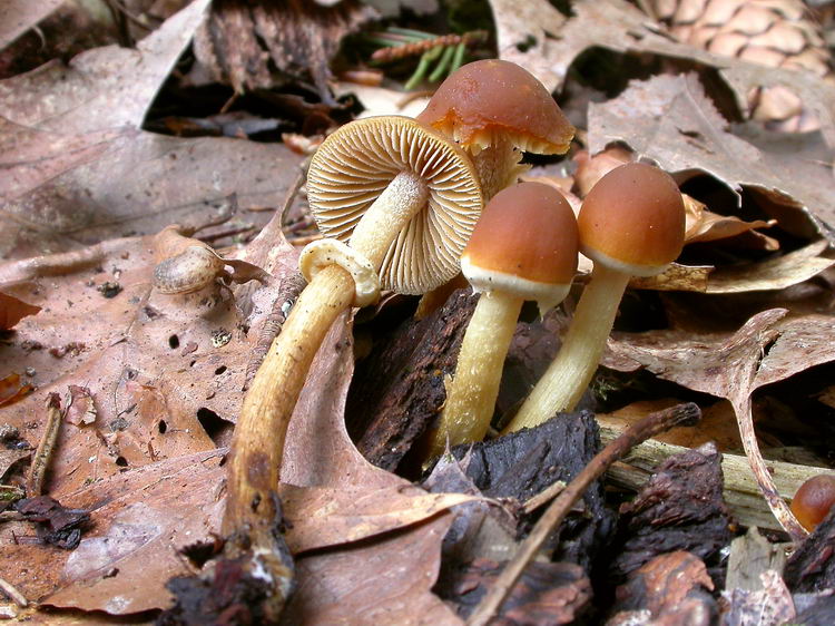 Pholiotina blattaria Bild 3