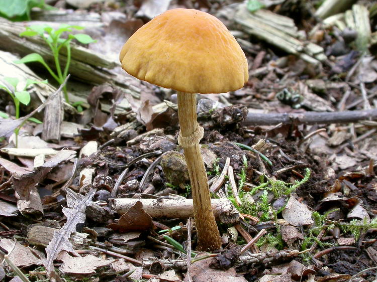 Pholiotina blattaria Bild 4