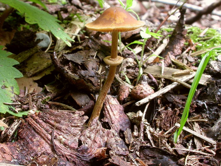 Pholiotina blattaria Bild 5
