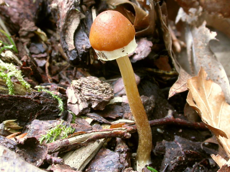 Pholiotina blattaria Bild 6