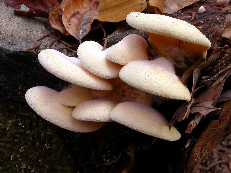 Phyllotopsis nidulans Bild 2