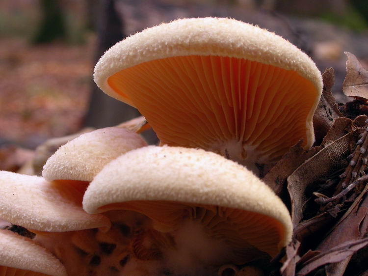 Phyllotopsis nidulans Bild 3