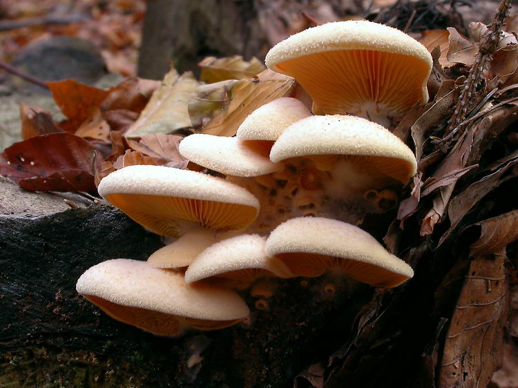 Phyllotopsis nidulans Bild 4