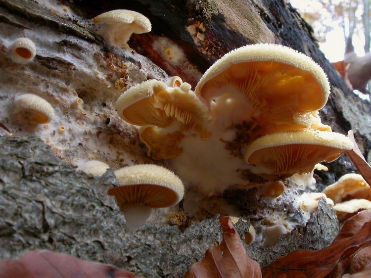 Phyllotopsis nidulans Bild 6