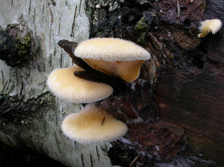 Phyllotopsis nidulans Bild 7