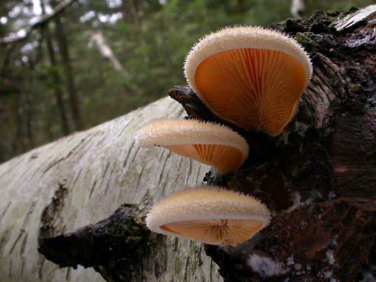 Phyllotopsis nidulans Bild 8