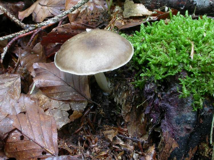 Pluteus cervinus Bild 1
