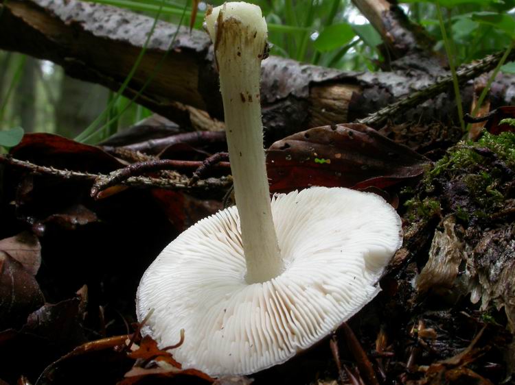 Pluteus cervinus Bild 2