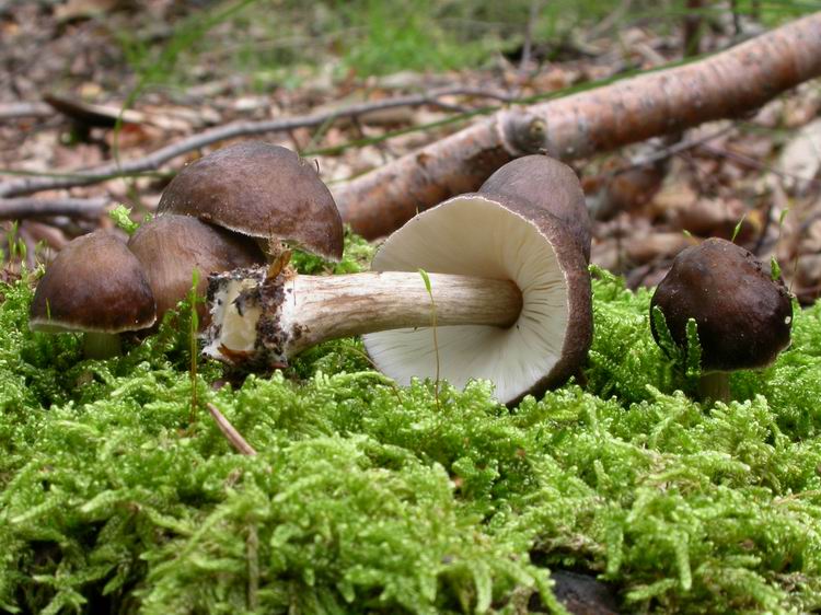Pluteus cervinus Bild 3